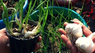 Mẹo trồng tỏi từ tỏi mọc mầm, củ to tròn, ăn quanh năm
