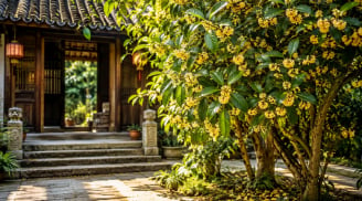 Vì sao người xưa nói trồng cây mộc hương như 'chôn hũ vàng' trước nhà?