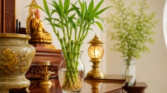 Cách trồng cây phát tài thủy sinh để ban thờ xanh quanh năm, không vàng úa