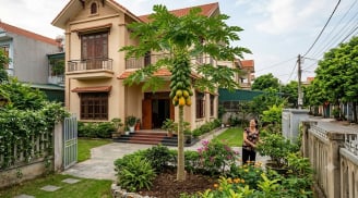 Có nên trồng cây đu đủ trước nhà? Giải mã ý nghĩa phong thủy và tài lộc ít người biết!