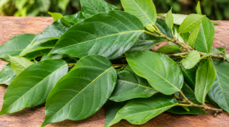 Lá sung có thực sự tốt cho làn da?