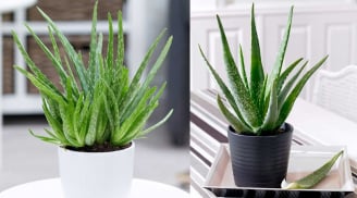 Mẹo trồng nha đam (lô hội) trong đất và thủy sinh, cho lá to, mập