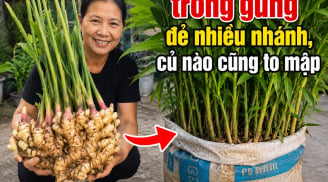 Cách trồng gừng đẻ nhiều nhánh, củ nào cũng to mập