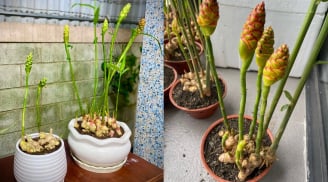 Cách trồng gừng phong thủy, sớm nở hoa, hút tài lộc ầm ầm
