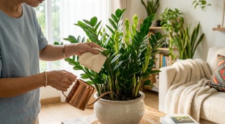 Chỉ cần 1 nhúm muối: Cây kim tiền trồng chậu đẻ nhánh liên tục, lá bóng đẹp ít ai biết bí quyết
