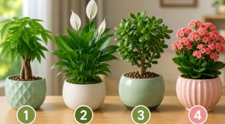 Chọn 1 chậu cây cảnh bạn ấn tượng nhất để xem tháng 7 âm lịch tới sẽ có biến động gì không?