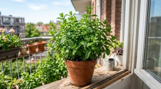 Đừng vứt cành bạc hà: Chỉ cần ngâm nước đúng cách, không cần đất vẫn ra rễ nhanh, lá thơm tốt quanh năm