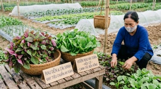 3 loại rau ăn lá có khả năng 'ngậm' nhiều kim loại nặng nhất: Nhà nào cũng mua nhưng ít người biết