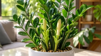 Cách để cây kim tiền nhanh ra hoa, rước may mắn vào nhà