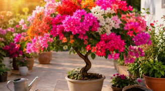 Cách để chậu hoa giấy từ tốt lá sang sai hoa: Bí quyết này giúp cây nở rực rỡ quanh năm