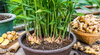 6 mẹo trồng gừng trong chậu giúp đẻ nhiều nhánh, củ to, vừa làm cây cảnh đẹp vừa để ăn