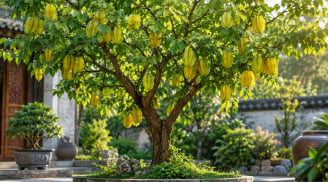 Cách trồng cây khế phong thủy: Đặt đúng chỗ, chăm đúng cách để tránh trồng rồi phải bỏ