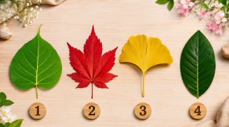 Chọn 1 chiếc lá bạn thích nhất để khám phá vận khí sắp tới của bạn