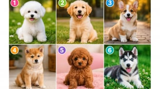 Chọn 1 chú cún bạn yêu thích nhất: Tiết lộ ấn tượng đầu tiên người khác thường có về bạn