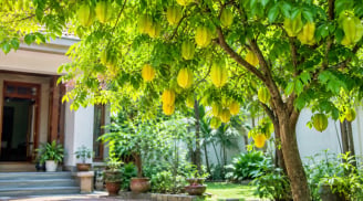 Những người mệnh này, tuổi này trồng cây khế rất hợp phong thủy