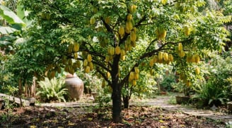 2 mệnh này trồng khế tiền vào như nước