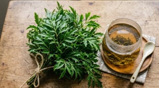 Cách uống nước lá đinh lăng tốt người hay trằn trọc, mất ngủ