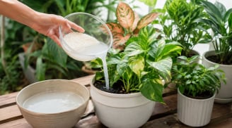 Có phải mọi loại cây đều thích được tưới nước vo gạo?