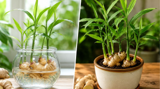 Trồng gừng cảnh nên trồng thủy sinh hay trồng trong đất?