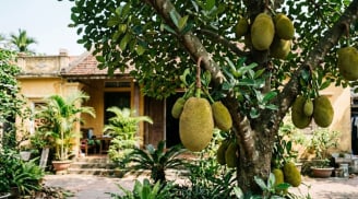 Vì sao nên trồng một cây mít trong sân nhà: Có 4 lợi ích đặc biệt
