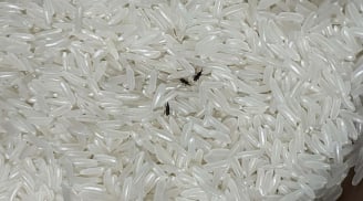 4 mẹo đuổi sạch mọt trong gạo: Làm một lần, mọt không bao giờ xuất hiện lại
