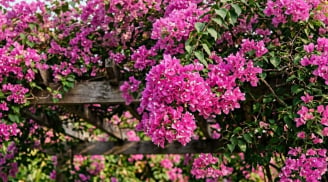 5 loại phân bón giúp hoa giấy nở nhiều, nở rộ quanh năm