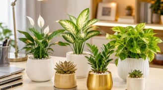 Cách chọn cây phong thủy bàn làm việc cho người mệnh Kim: Đặt đúng loại, tài lộc và tinh thần đều dễ hanh thông