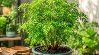 Cách trồng đinh lăng trong chậu để cây xanh tốt quanh năm không sợ vàng lá