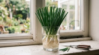 Mẹo trồng hành lá trong cốc nước, cắt nhiều lứa vẫn xanh tốt