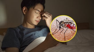 Tại sao muỗi chỉ vo ve trong bóng tối và biến mất khi bật đèn?