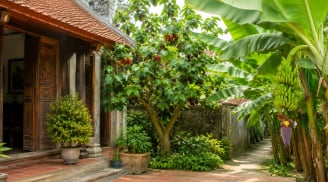 Người xưa dặn: 2 cây trồng trước cửa dễ cản tài lộc, chuyển ra sau nhà lại giúp giữ của cải giàu sang