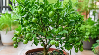 Nhiều người thích trồng cây chanh vì quá nhiều lợi ích, mách mẹo hay để chanh trồng chậu cũng xanh tốt, nhiều quả
