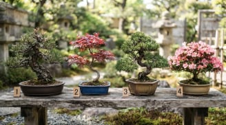 Trắc nghiệm: Hãy lựa chọn 1 bình bonsai bạn ấn tượng nhất