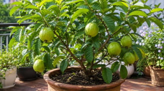Trồng cây ổi trong chậu có ra quả được không? 7 mẹo vàng để ổi trồng chậu vẫn hái quả đầy tay