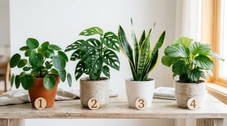Bạn thích cây nào nhất? Đáp án tiết lộ cơ hội tài chính sắp tới
