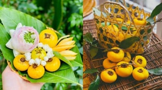 Tại sao quả thị ăn được nhưng người ta chỉ để ngửi chứ không ăn?