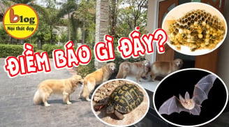 3 con vật vào nhà mang điềm báo may mắn đừng dại đuổi đi