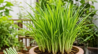 Cách trồng sả trong chậu nhanh thành bụi, dùng quanh năm