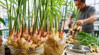 Mẹo trồng gừng không cần tưới vẫn ra mầm tua tủa