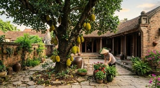 5 lý do nên trồng ngay một cây mít trong vườn nhà: Vừa hút tài lộc, vừa thu lợi đủ đường
