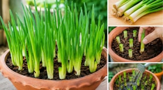 Cách trồng hành lá trong chậu bằng phần gốc bỏ đi, xanh tốt quanh năm, trồng 1 lần thu nhiều năm