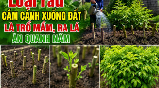 Loại rau cắm cành xuống đất là trổ mầm, ra lá ăn quanh năm