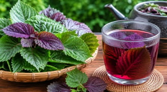 Nên ăn lá tía tô sống hay nấu tía tô uống nước tốt hơn?