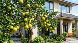 Tại sao nhà giàu thích trồng cây bưởi trước nhà?