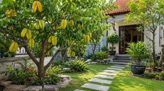 Trồng cây khế phong thủy nên trồng trước hay sau nhà?