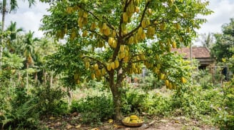 Trồng khế trước nhà nên chọn khế chua hay khế ngọt?