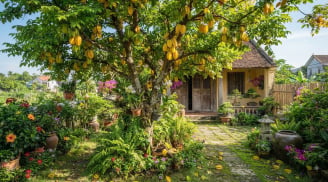 2 mệnh này trồng khế hút tài lộc vào nhà: Tiền đẻ ra tiền cực kỳ giàu có