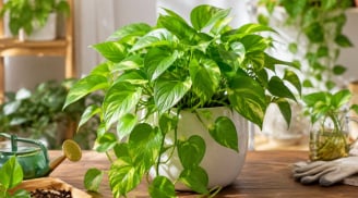 Cách trồng cây trầu bà phong thủy tại nhà: Vì sao nhiều người thích đến vậy?