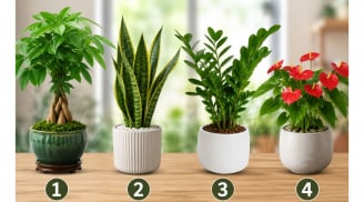 Chọn 1 chậu cây cảnh để xem con đường làm giàu của bạn đang có dấu hiệu gì, nên sửa gì?