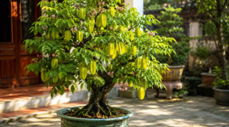 Người tuổi nào, mệnh nào được cho là 'hưởng vía giàu sang tài lộc' khi trồng cây khế phong thủy?